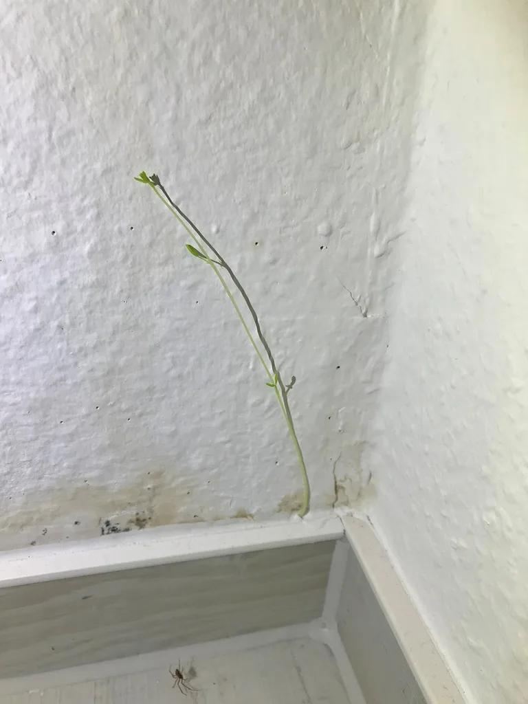 Schimmelbefall in einer Fenster- und Wandecke